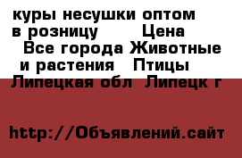 куры несушки.оптом 160 в розницу 200 › Цена ­ 200 - Все города Животные и растения » Птицы   . Липецкая обл.,Липецк г.